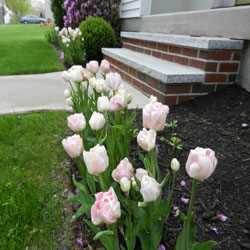 Front Yard Ideas